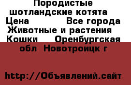 Породистые шотландские котята. › Цена ­ 5 000 - Все города Животные и растения » Кошки   . Оренбургская обл.,Новотроицк г.
